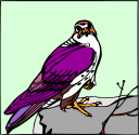 Bird Clipart
