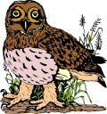 Bird Clipart