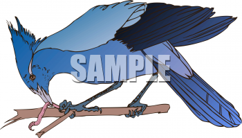 Invertebrates Clipart