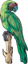 Bird Clipart