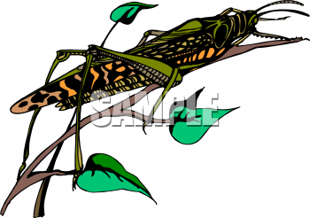 Insect Clipart