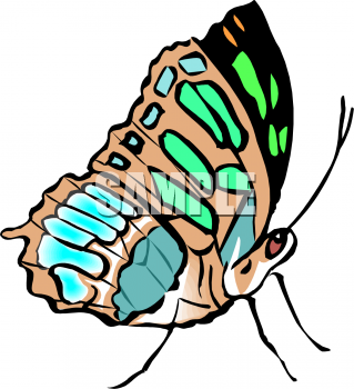 Insect Clipart
