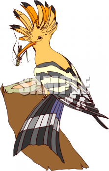 Insect Clipart