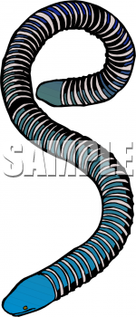 Invertebrates Clipart