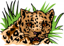 Big Cat Clipart
