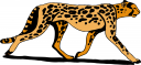 Big Cat Clipart