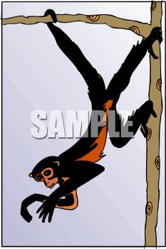 Primate Clipart