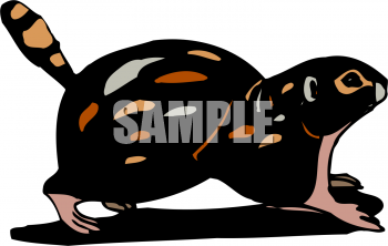 Pet Clipart