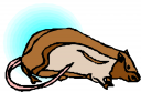 Pet Clipart