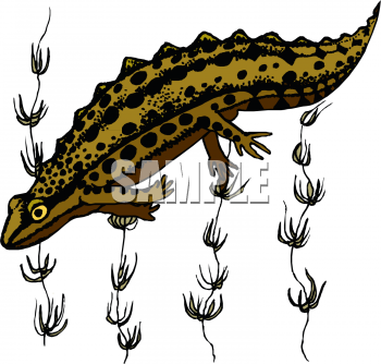 Reptile Clipart