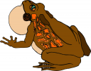 Amphibian Clipart