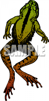 Amphibians Clipart