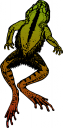 Amphibians Clipart