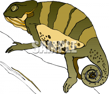 Lizard Clipart