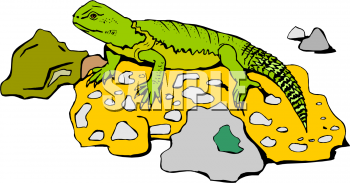 Lizard Clipart