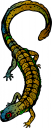 Amphibians Clipart