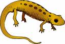 Amphibians Clipart