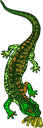 Amphibians Clipart
