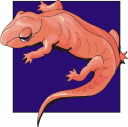 Amphibians Clipart