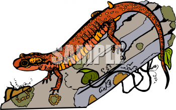 Amphibians Clipart