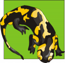 Amphibians Clipart
