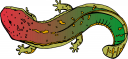 Amphibians Clipart