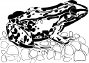 Amphibians Clipart
