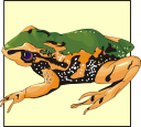 Amphibians Clipart