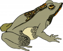 Amphibians Clipart