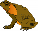 Amphibians Clipart