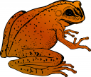 Amphibians Clipart