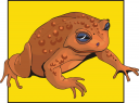 Amphibians Clipart