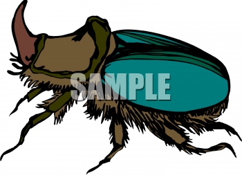 Insect Clipart