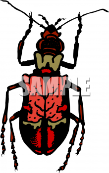 Insect Clipart