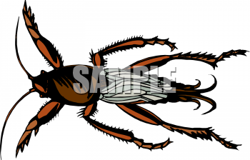 Insect Clipart