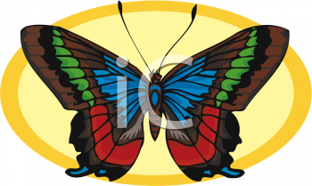 Insect Clipart