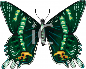 Insect Clipart