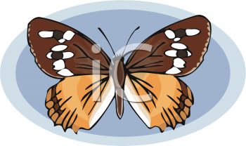 Insect Clipart