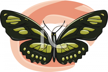Insect Clipart