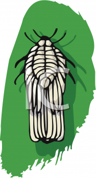 Insect Clipart