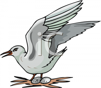 Bird Clipart