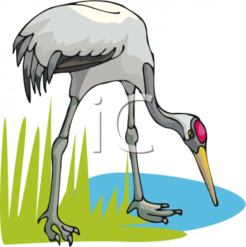 Bird Clipart