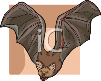 Insect Clipart