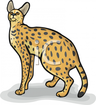 Pet Clipart