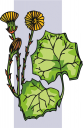 Flower Clipart
