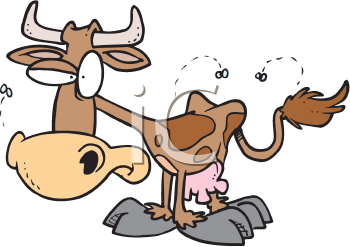 Insect Clipart