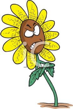 Cartoon+daisy+flower+pictures