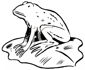 Amphibians Clipart