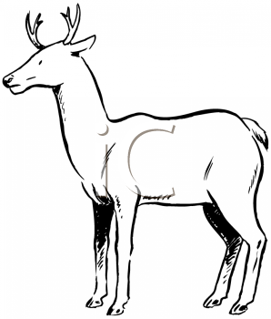 Deer Clipart