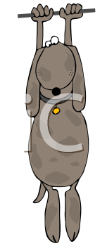 Pet Clipart